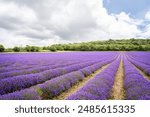 Lavender fields in Kent, UK