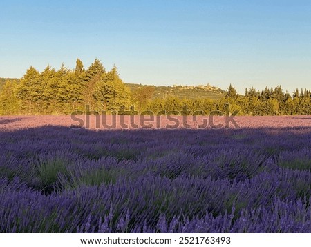 Lavender fields in La Garde Adhémar, south of France