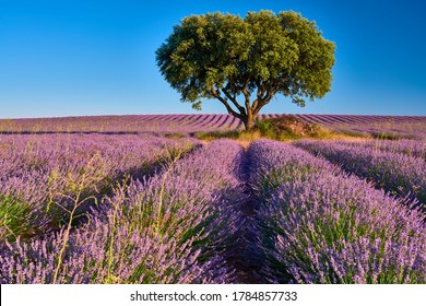 Lavender fields landscape in Brihuega