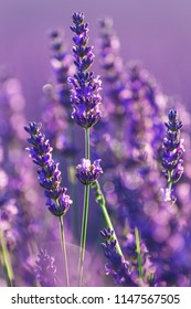 Lavender Fields And Macro Flowers In Valensole, Typical Provence Landscape In Summer