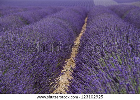 Similar – #A# Lavender Width