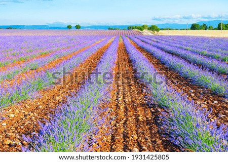 Similar – Image, Stock Photo Beautiful lavender fields in bloom