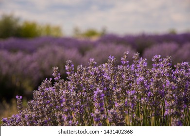 Lavender Fields In Niagara-on-the-Lake Ontario