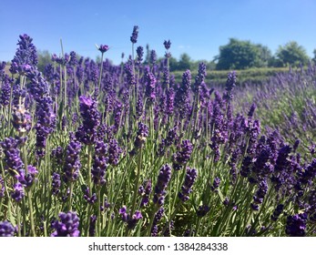 Lavender Fields In Norfolk, England