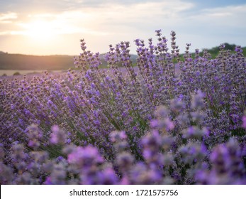 Lavender fields on sunset near Stara Zagora, Bulgaria. Romantic sunset over lavender fields. Woman running through lavender field. Purple field of lavender in Bulgaria on beautiful sunset