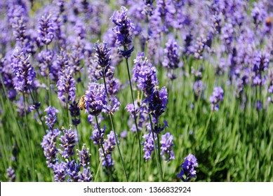 Lavender Fields - Ontario, CAN