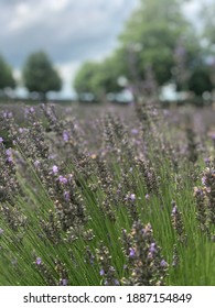 Lavender Fields In Ontario, Canada