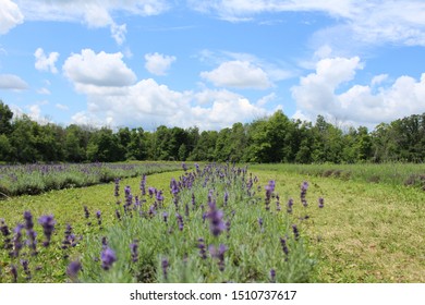 Lavender Fields In Ontario Canada - Mid Summer And Fragrant