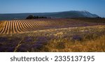 lavender fields in Plateau d