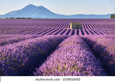 Lavender fields in Plateau de Valensole with a stone house in Summer. Alpes de Haute Provence, PACA Region, France