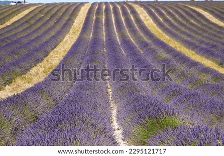 Lavender fields, Plateau de Valensole - France Stok fotoğraf © 