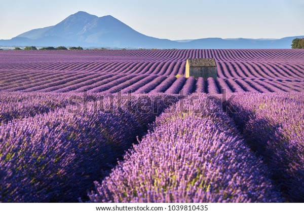 Lavender fields in\
Plateau de Valensole with a stone house in Summer. Alpes de Haute\
Provence, PACA Region,\
France