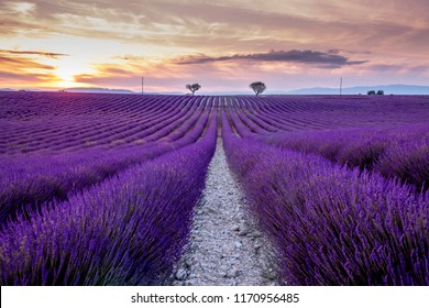 Lavender Fields Provence