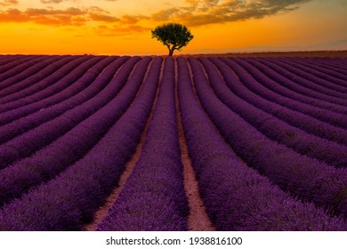 Lavender Fields Of Provence, France