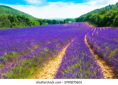 Lavender Fields In Provence, France. Beautiful Summer Landscape.