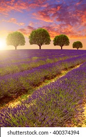 Lavender Fields In Provence At Sunset - France, Europe.