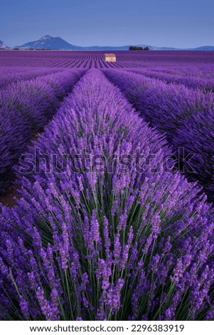 Lavender fields in Provence at twilight. Valensole Plateau, Alpes-de-Haute-Provence, France
