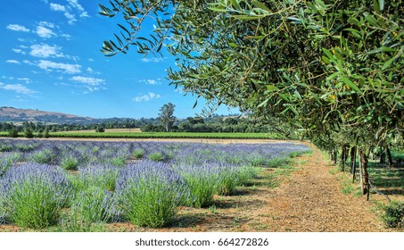 Lavender Fields Of Sonoma