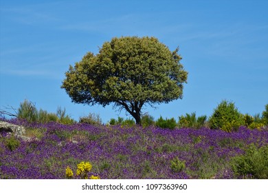 Lavender fields in Spain