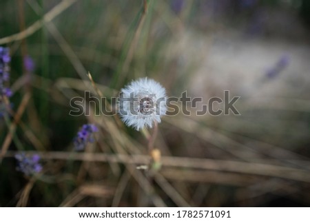 Kornblume in der Heide