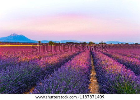 lavender fields at sunset time in the Valensole region, Provence, France, golden hour, intensive colour in evening light