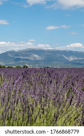 Lavender fields with view of a mountain