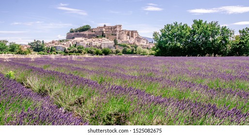 Lavande Provence High Res Stock Images Shutterstock