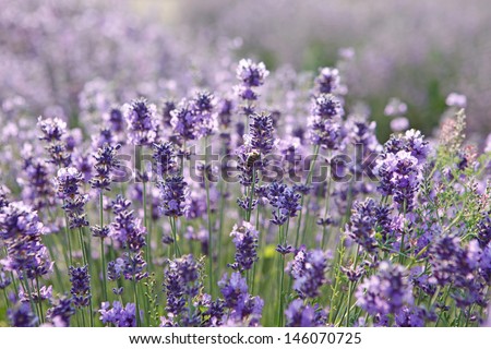 Similar – Lavender field in bloom