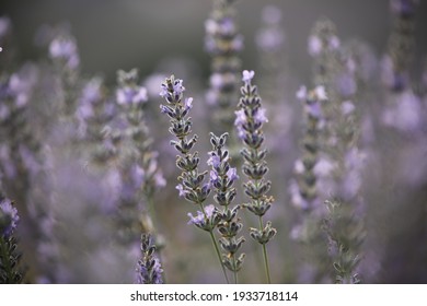 Lavender Lavender Flower Bee Honey Pollen