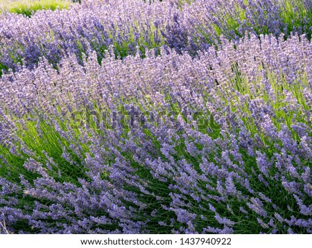 Similar – #A# Lavender sun