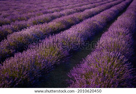 Similar – #A# Purple Fields Art