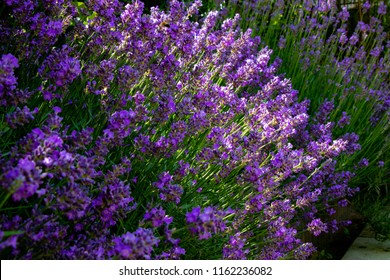 Lavender Flower Bush 