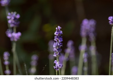 Lavender Flower Close Up; Lavender Flower Background