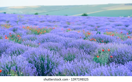 Lavender Flower Field Beautiful Summer Landscape Stock Photo 1397198525 ...