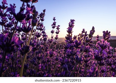 Lavender flower field closeup on sunset, fresh purple aromatic flowers for natural background. Design template for lifestyle illustration. Violet lavender field in Provence, France. - Shutterstock ID 2367220915