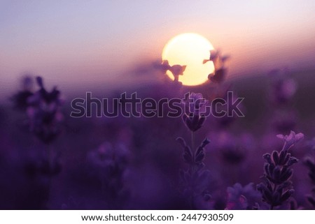 Lavender flower field closeup on sunset, fresh purple aromatic flowers for natural background. Design template for lifestyle illustration. Violet lavender field in Provence, France.