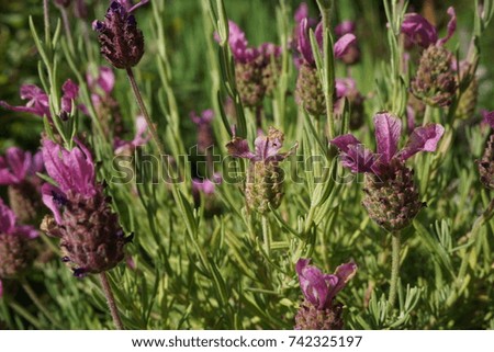 Similar – crested lavender Lavender