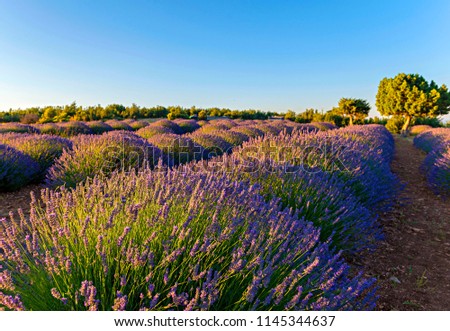 Lavender flower fields near tree in Kuyucak, Isparta of Turkey. Purple flowers with blue sky background.
