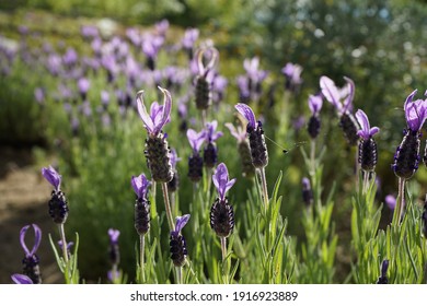 Lavender in the flower garden glistens in the sunshine. - Shutterstock ID 1916923889
