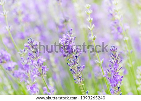 Similar – Image, Stock Photo Delicious Lavender Nature