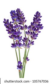  Lavender Flower Isolated On White