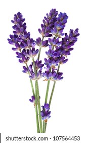  Lavender Flower Isolated On White