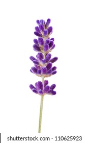 Lavender Flower Isolated On White