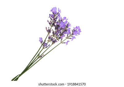 Lavender Flower Isolated On White Background 