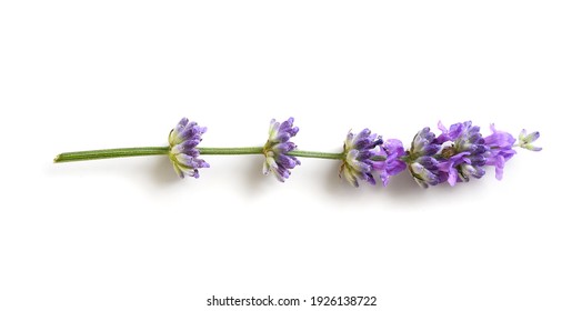 Lavender Flower Isolated On A White Background. Flat Lay