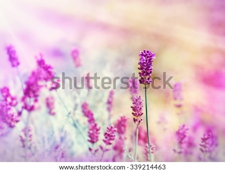 Similar – Image, Stock Photo wild lavenders in the field, a sunny day