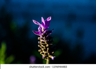 Lavender Flower Macro 