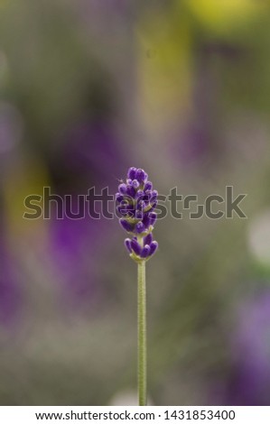 Similar – Medicinal plant Lavender