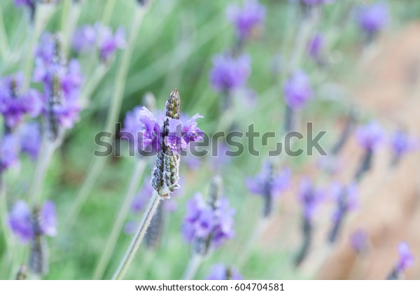 Lamiaceae Mint Family Labiatae Identify Plants And