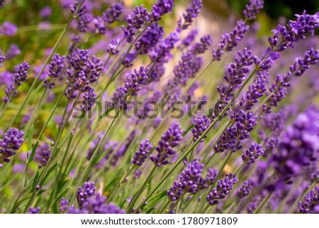 Similar – #A# Purple Wind